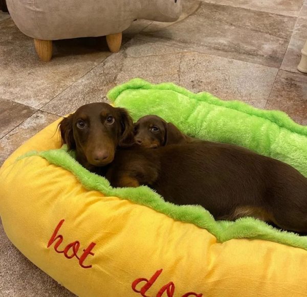 Dachshund Hot Dog Bed